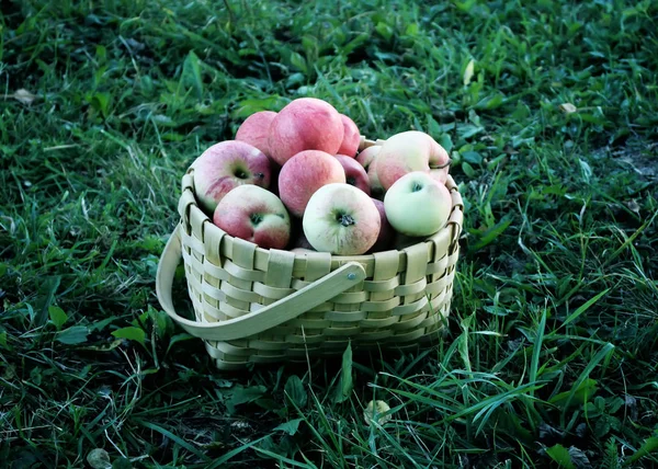Świeże Dojrzałe Jabłka Koszyku — Zdjęcie stockowe