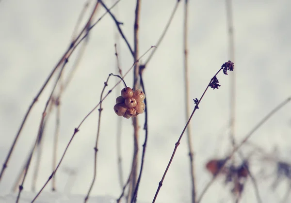 Krásný Botanický Záběr Přírodní Tapety — Stock fotografie