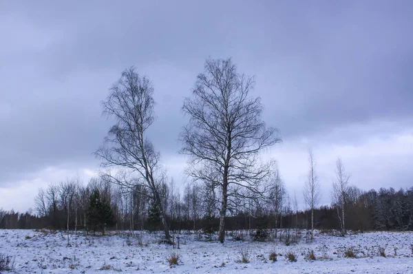 Bosque Invierno Paisaje Naturaleza Árboles Nevados —  Fotos de Stock