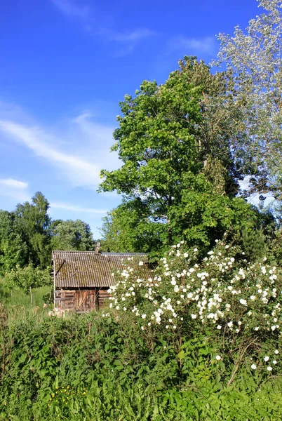 Summer landscape in countryside. — 스톡 사진