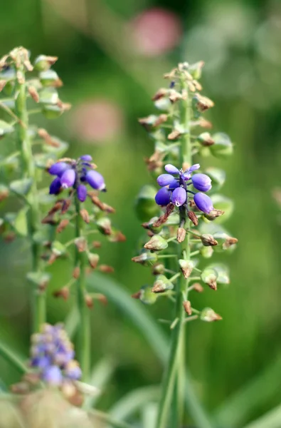 Belles Fleurs Dans Jardin — Photo