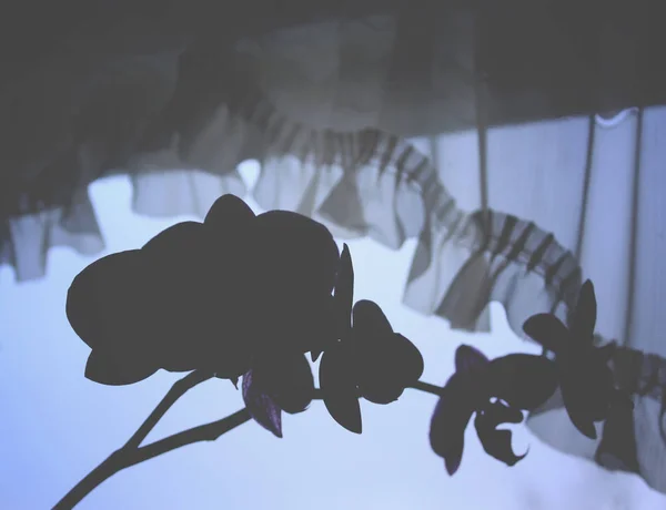 百合花窗帘窗台上的兰花 — 图库照片