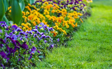 Beautiful garden flowers. Multicolored pancies in spring park. clipart