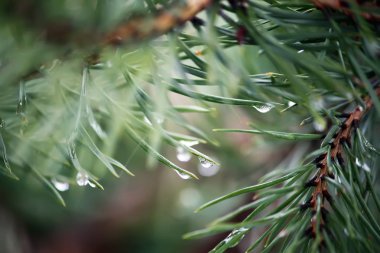 yeşil çam ağacı dalı.