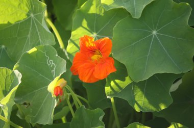 Bahçedeki güzel sarı çiçek