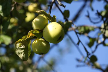 Taze olgun elma bahçesinde, yaz.