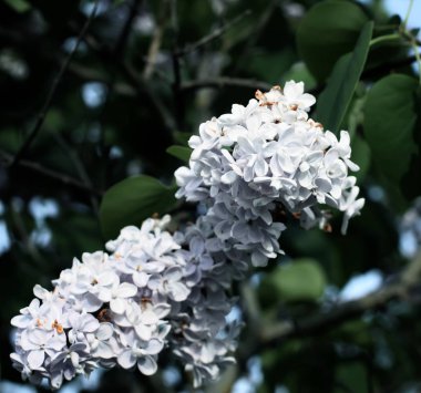 Lillac mor güzel kokulu çiçekler yaz parkta