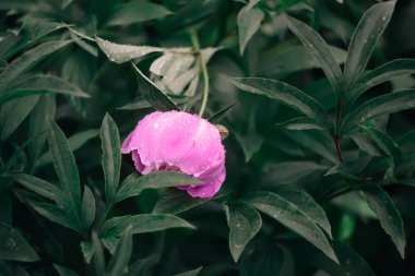 Bahçede açan pembe şakayık çiçeği.