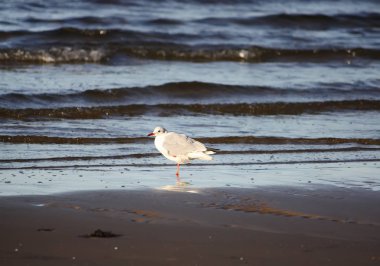 Suya yakın bir deniz kıyısında martı