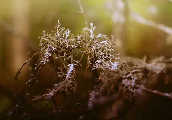 Mos in het bos — Stockfoto