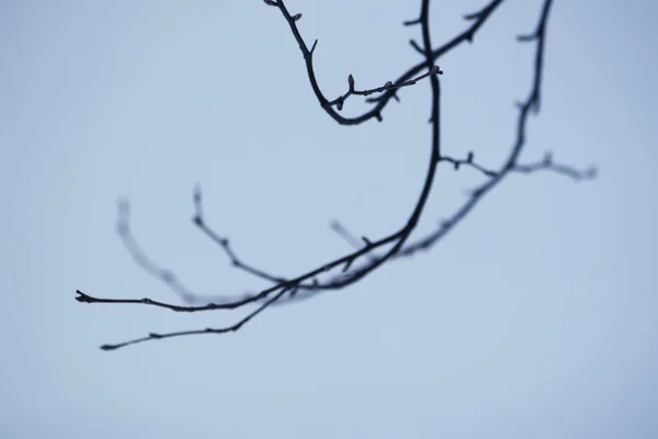 Branches Arbres Nus Dans Parc Automne — Photo