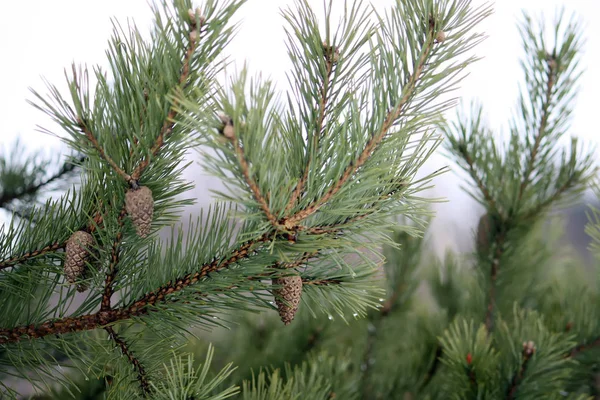 Green Branches Pine Tree Cones — Stock Photo, Image