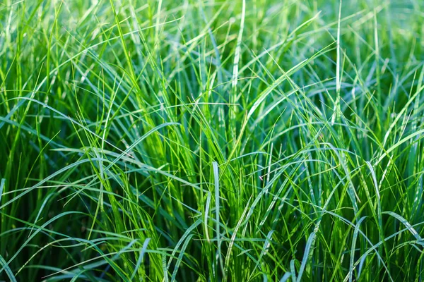 Fresh bright green grass background. Detail of summer nature. Natural texture.