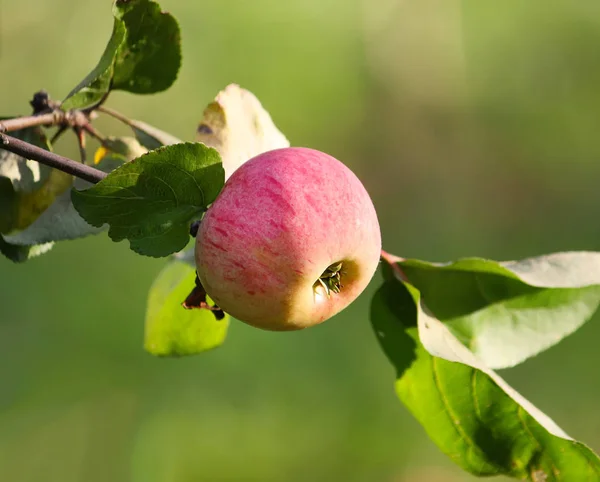 Frische Reife Äpfel Sommer Garten — Stockfoto