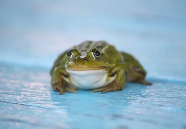 屋外の木製の板に座っている緑のカエル — ストック写真