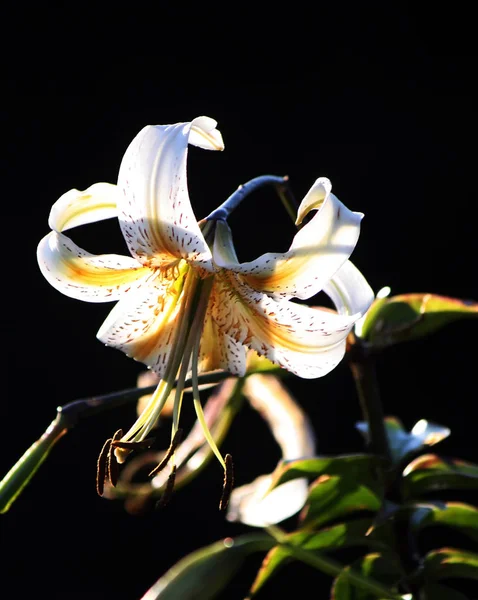 Belles Fleurs Lys Dans Jardin Été — Photo