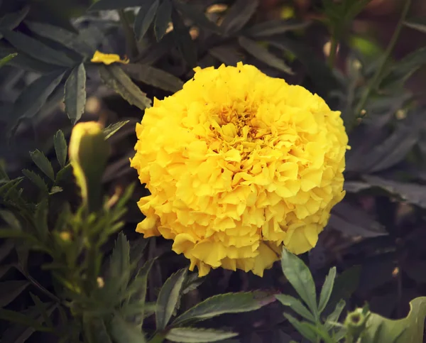 Tagetes Flores Verão Florescendo Jardim — Fotografia de Stock