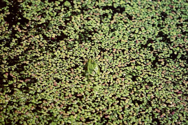 Green frog swimming in the pond with duckweed