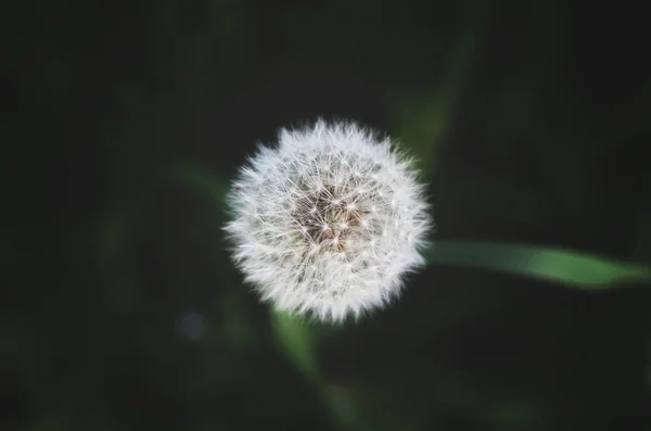 Dandellion Blomma Mörkgrön Bakgrund — Stockfoto