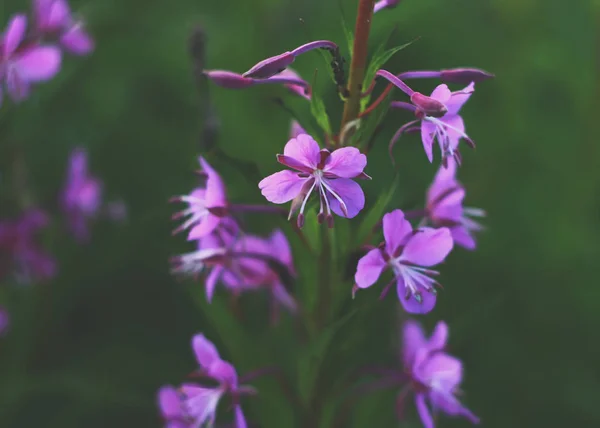 Blühende Sally Blumen Epilobium Angustifolium Epilobium Blüte Purpurfarbenes Alpenfeuerkraut — Stockfoto