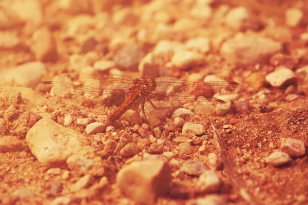 Closeup Dragonfly Stone Background — Photo
