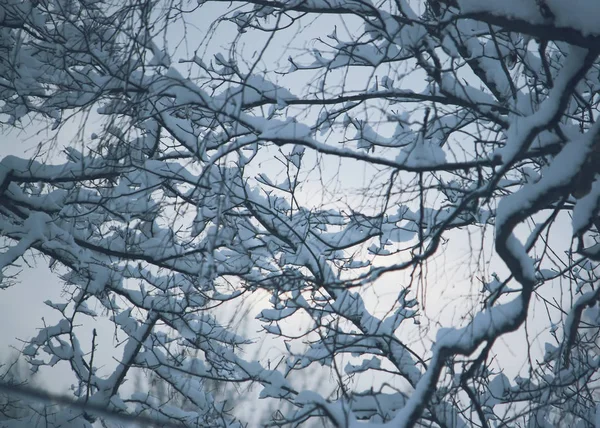 Karla Kaplanmış Ağaç Dalları Kapatın — Stok fotoğraf