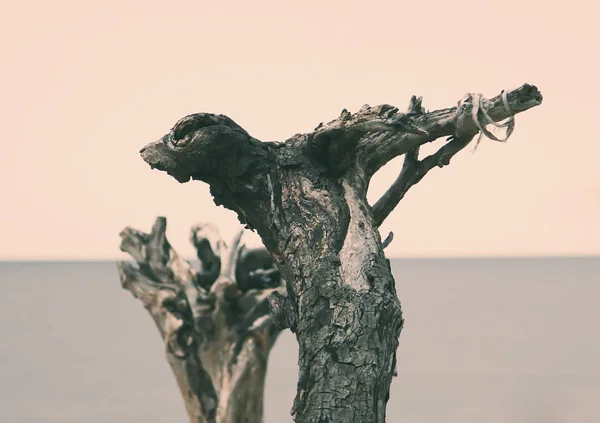 Dřevěný Dekor Pozadí Moře — Stock fotografie