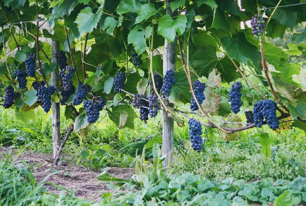 Bando Uvas Vinho Azul Videira Jardim Outono — Fotografia de Stock