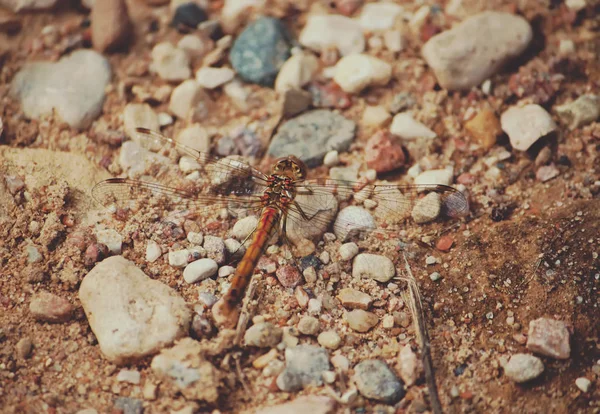 Closeup Dragonfly Stone Background — Φωτογραφία Αρχείου