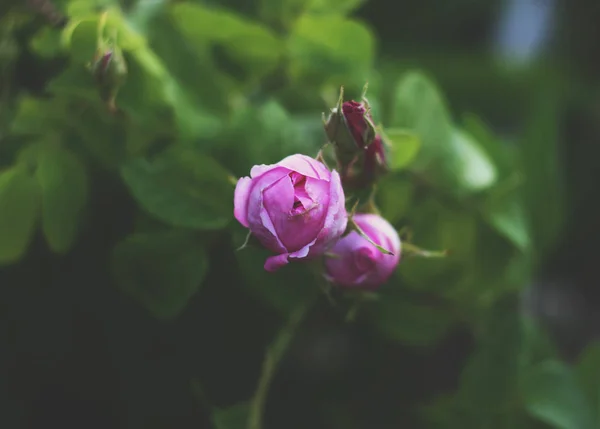 Flores Rosas Creciendo Jardín Verano —  Fotos de Stock