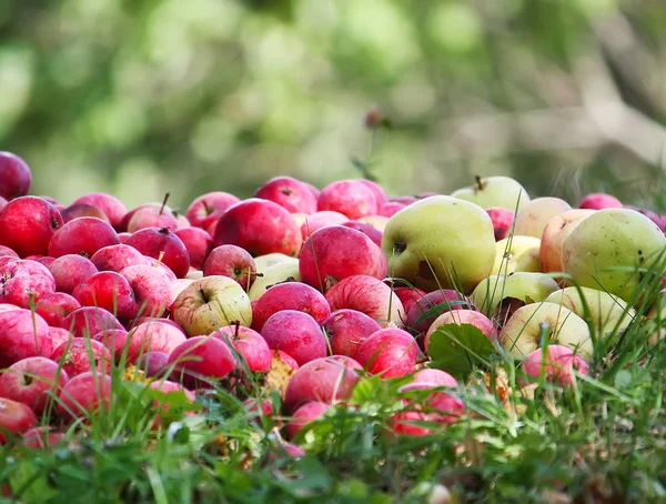 Frische Reife Äpfel Sommer Garten — Stockfoto