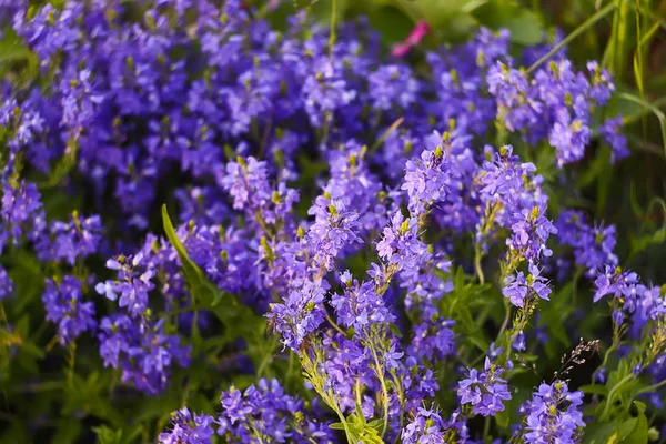 Paarse Wilde Bloemen Zomer Park — Stockfoto