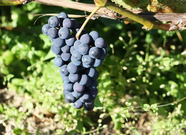 Ripe Grapes Wine Growing Garden — Stock Photo, Image