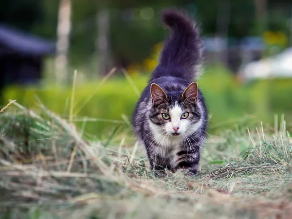 Cat Walks Outdoors Beautiful Pet Fluffy Tail — Stockfoto