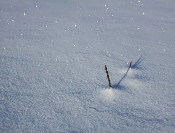 Fondo Invierno Con Campo Nieve — Foto de Stock