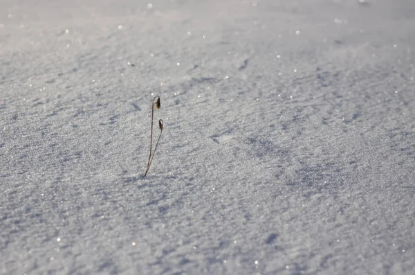 Plant Sneeuwoppervlak Wintersneeuw Macro Foto — Stockfoto