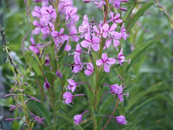 Fiori Sally Fiore Epilobium Angustifolium Epilobium Flower Purple Alpine Fireweed — Foto Stock