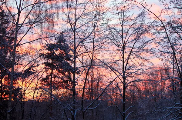 Beautiful Sunset Winter Bare Trees Bright Sky Background — Stock Photo, Image