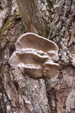 Ağaç kütüğündeki mantar, ormandaki bitki örtüsü.
