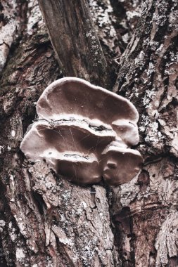 Ağaçtaki mantar
