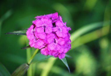 Karanfiller gün ışığında çiçek açar.