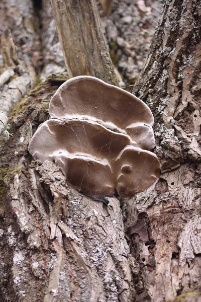 Pilz Auf Dem Baum — Stockfoto