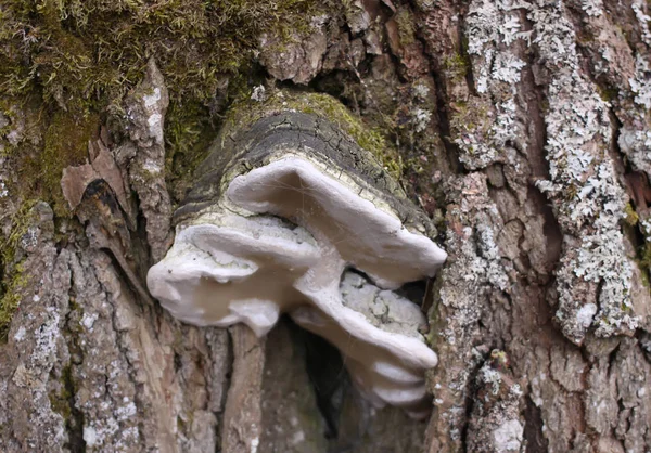 Een Close Shot Van Een Boomstam Met Paddestoel — Stockfoto