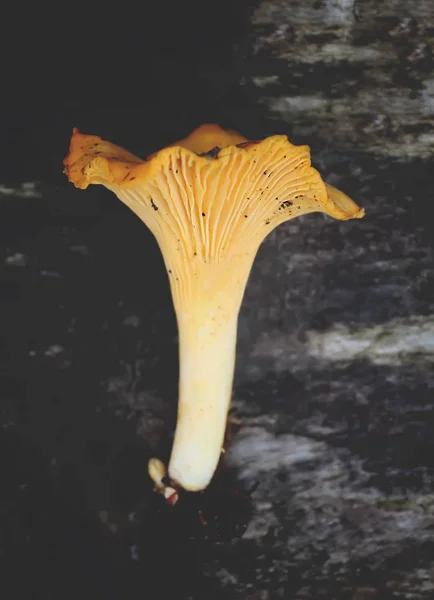 Champiñón Chanterelle Amarillo Fresco Sobre Fondo Madera Del Tocón Árbol — Foto de Stock