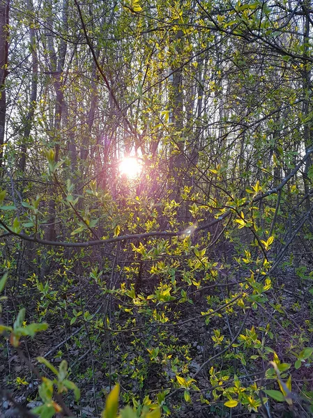 Ramos Verdes Uma Árvore Fundo Pôr Sol Primavera — Fotografia de Stock