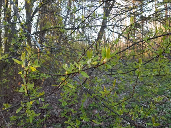 春の夕日を背景に木の緑の枝 — ストック写真
