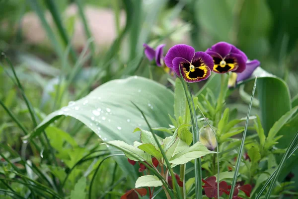 Purple Pansy Flowers Garden — ストック写真