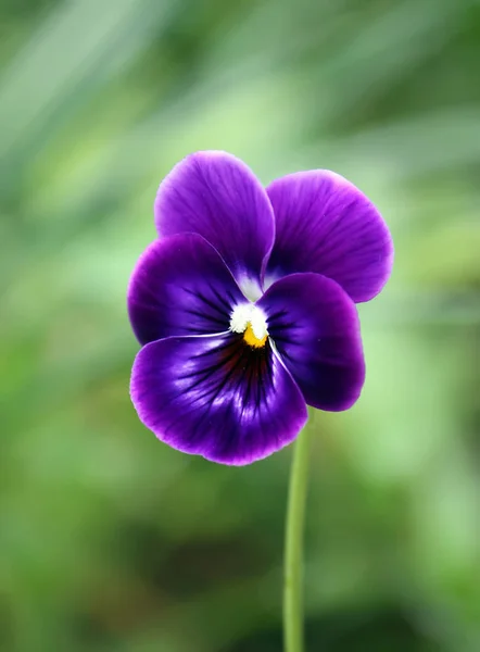 庭の美しい紫色の虹彩の花 — ストック写真