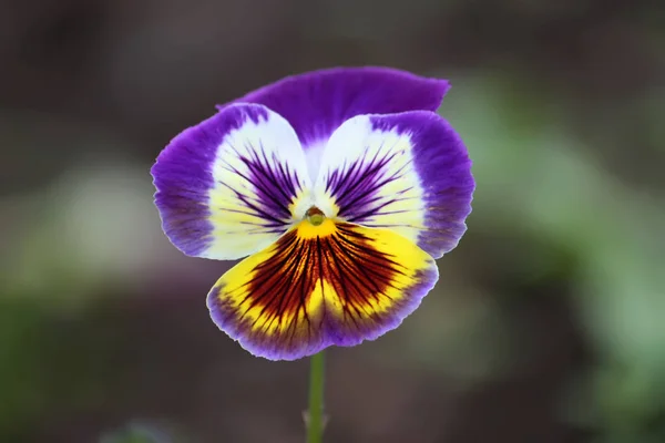 紫色の花を閉じます — ストック写真