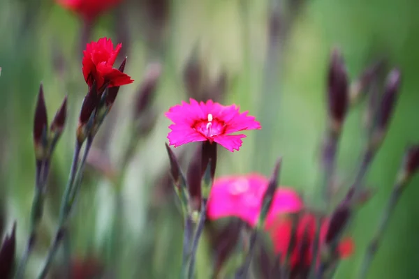 Pequeño Jardín Rosa Flores Clavel Creciendo Jardín — Foto de Stock